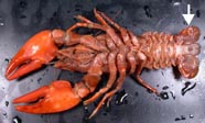 Image of ventral side of crayfish