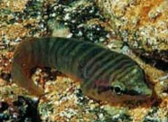 Image of clingfish