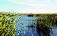Image of wetland