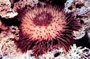 Crown of thorns starfish