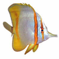 Butterflyfish