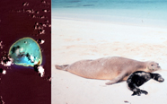 Aerial image of Kure Atoll; Hawaiian monk seals