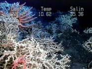 Image of Lophelia coral garden