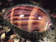 Image of an Atlantic deer cowrie (Mollusca)