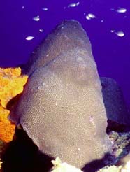 Image of great star coral <i>(Montastraea sp.)</i>