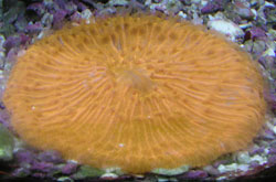 Orange Plate Coral
