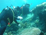 Image of Reef Check divers