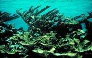 Image of elkhorn coral