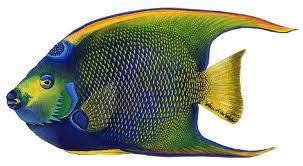 Angelfish