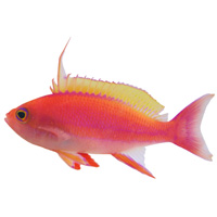 Anthias Fish