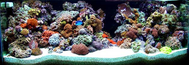 saltwater reef tank