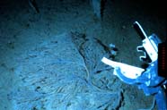 a manipulator arm reaches for a soft coral