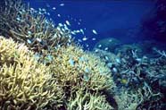 Image of a healthy barrier reef (Australia)