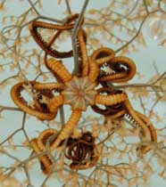 Photo of a basket star branch 