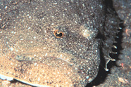 A flounder lying on the sea bottom