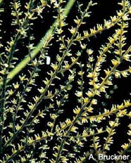 Image of living black coral