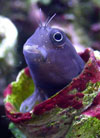 Blenny in marine tank