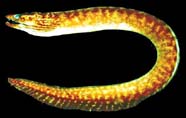 Image of moray eel