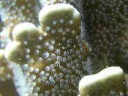Image of blue coral