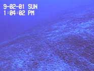 Image of bottom trawl on ocean floor