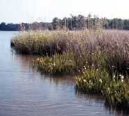 Image of brackish estuary