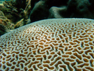 Photograph of a brain coral