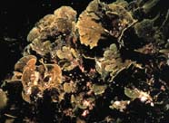 Image of brown algae