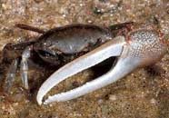 Photo of a male fiddler crab