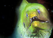 Image of a moray eel