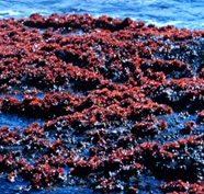 photograph of Irish moss