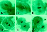 Images of 6 phases of cell division