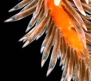 Image of sea slug