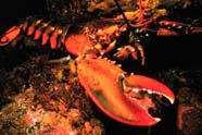 Image of a lobster