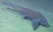 Photograph of a ratfish