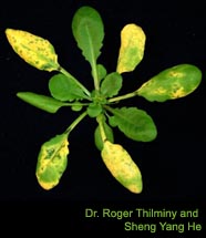 Image of plant with chlorosis