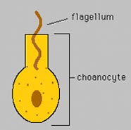 Diagram of choanocyte