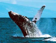Image of humpback whale (phylum Chordata)