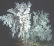Photo of Christmas tree coral during a survey