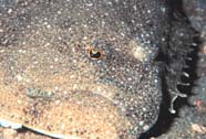 Image of a flounder