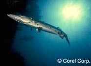 Image of a barracuda