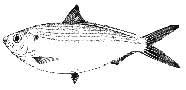 A clupeoid fish, the Atlantic thread hering Ophisthonema oglinum