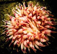 Image of cnidarian, a Dahlia anemone