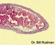 Image of tissue section showing cnidosac