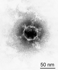 Image of capsid of cypovirus
