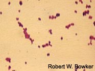 Image of coccus bacteria