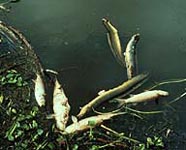 Image of fish kill