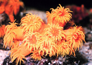 Photograph of a colony of sun corals