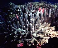 Image of finger coral