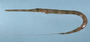 Image fo a red cornetfish