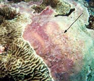 Image of coralline algae